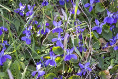 Küçük Menekşelerin baharın başlarında doğal ortamında yakın plan çekimleri.