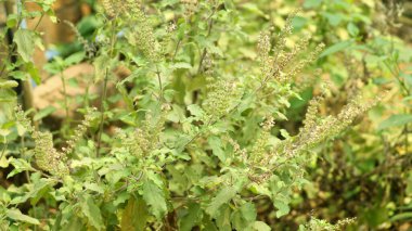 Yeşil Kutsal Fesleğen bitkileri