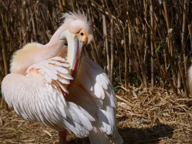 Kıyıda duran pembe bir pelikan kuşunun yakın çekimi.