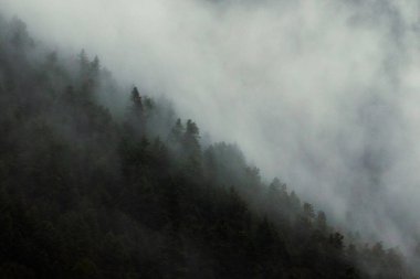Ormanın ağaçlarının üzerinde yoğun bir sisin manzarası.