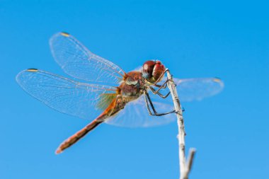 Kanatları açık yusufçuğun makro görüntüsü, mavi gökyüzü arkaplanlı dal üzerinde dinleniyor.