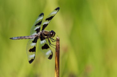 Bitki sapındaki bir Odonata 'nın yakın çekimi.