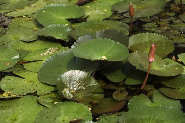 Nilüfer yapraklarının yakın plan çekimi suya düşer.