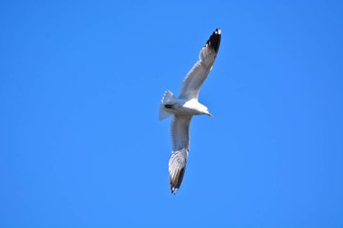 Uçuşun ortasında açık mavi gökyüzüne doğru çekilen bir martının düşük açılı görüntüsü.