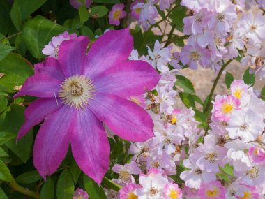 A close-up shot of a clematis flower in the background of a musk rose bush growing in the garden.