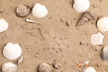 Kumda kabuklu deniz hayvanı manzarası