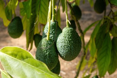 Ağaçtaki yeşil organik hass avokadoların yakın çekimi.