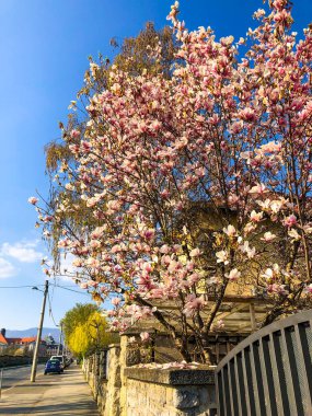 Yol kenarındaki bir ağacın çiçek açan Magnolia çiçeklerinin dikey görüntüsü.