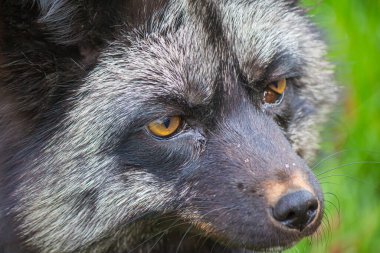 Güzel bir Gümüş Tilki 'nin kafasının yakın çekimi.