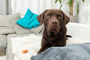 Kanepede uzanmış kahverengi bir lobrador köpeği.
