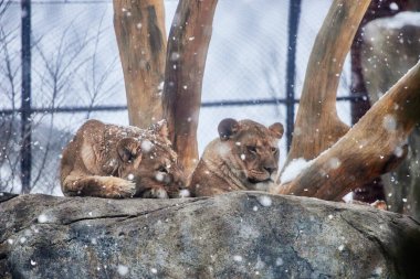 A closeup of lionesses laying on a rock in Lincoln Park Zoo in winter clipart