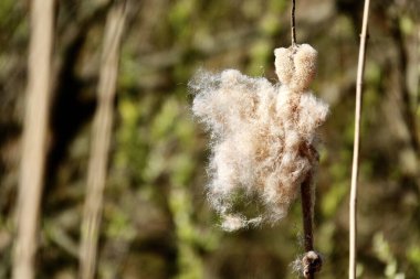 Typha latifolia bitkisinin seçici bir örneği.