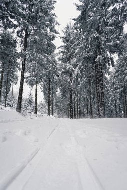 Ormanda karlı köknar ağaçlarının güzel bir kış manzarası