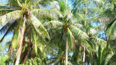 Asya 'daki tropikal ağaçların büyüleyici görüntüsü