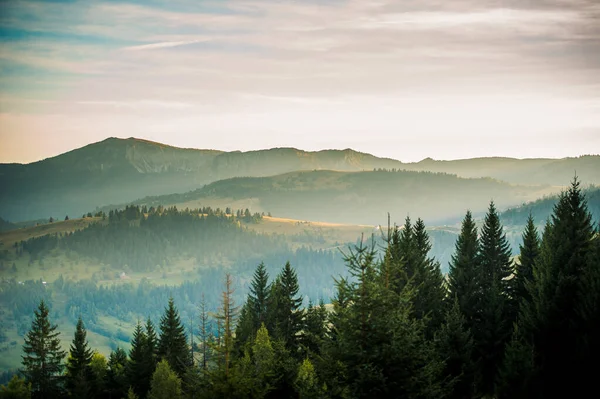 Een Antenne Prachtig Landschap Uitzicht Bos Bomen Mistige Lichte Wolken — Stockfoto