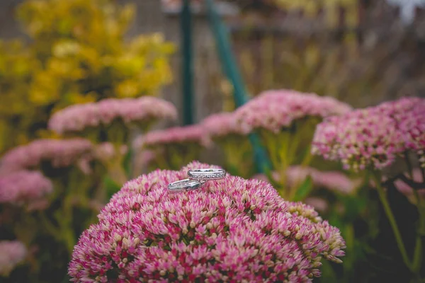 Pembe Çiçeklerdeki Alyansların Yakın Çekimi — Stok fotoğraf