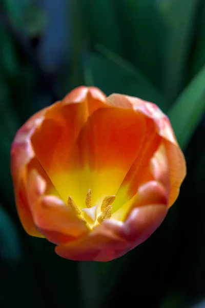 Strzał Makro Ostrości Pomarańczowego Tulipana Kwitnącego Ogrodzie Słoneczny Dzień Rozmytym — Zdjęcie stockowe