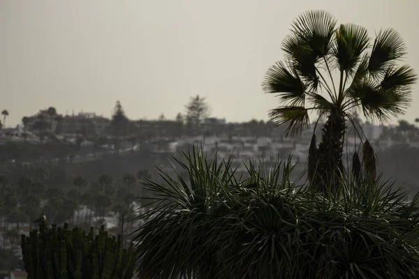 Uitzicht Het Stadsgezicht Met Gebouwen Palmbomen Gran Canaria Spanje — Stockfoto