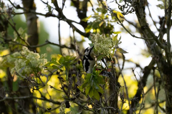Närbild Vacker Dendrocopos Fågel Med Vita Och Svarta Mönster Trädet — Stockfoto