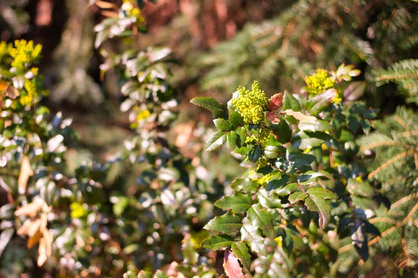 Een Closeup Van Een Bloomed Oregon Druif Bloemen — Stockfoto