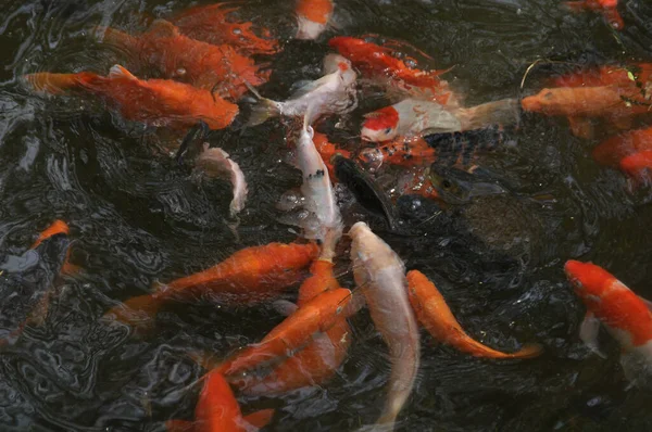 Una Bella Foto Pesci Koi Colorati Nel Lago Che Riuniscono — Foto Stock