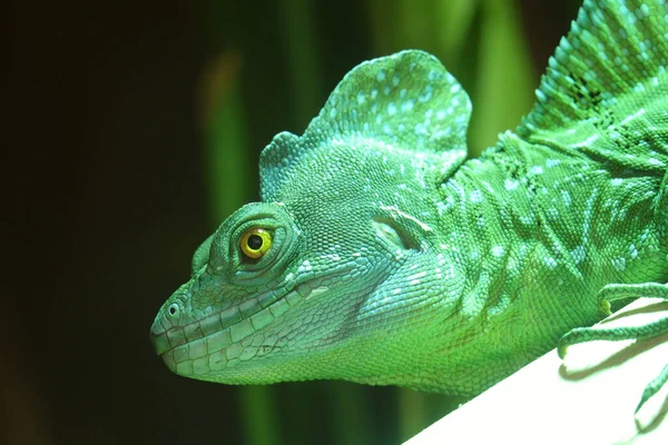 Detailní Záběr Exotického Žlutookého Zeleného Chameleonu — Stock fotografie