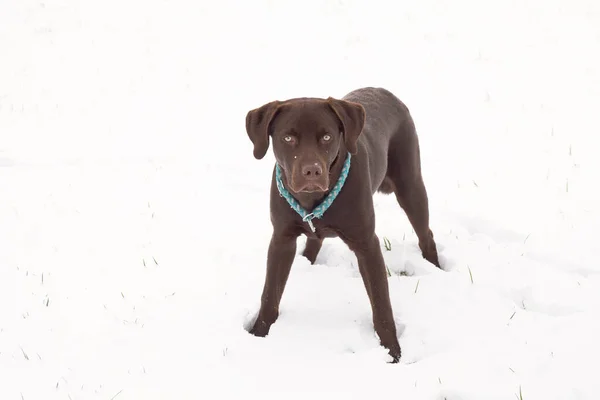 Ένα Καφέ Σκυλί Lobrador Στέκεται Ένα Χιονισμένο Πεδίο — Φωτογραφία Αρχείου