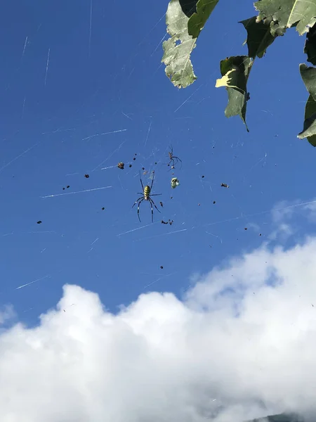 Plan Vertical Araignée Leurs Proies Sur Une Toile Dans Ciel — Photo