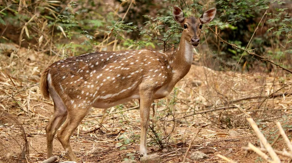 Gros Plan Cerf Tacheté Dans Parc — Photo