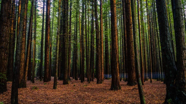 Una Hermosa Vista Los Árboles Altos Bosque Whakarewarewa Rotorua Nueva — Foto de Stock