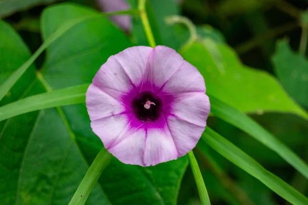 Eine Nahaufnahme Einer Schönen Ipomoea Blume Die Einem Garten Wächst — Stockfoto