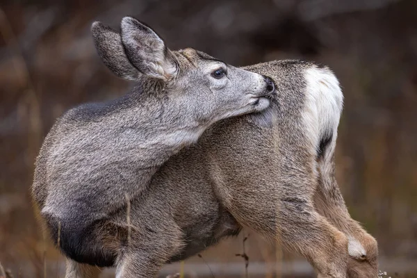 Widok Pięknego Jelenia Muła Parku Narodowym Grand Teton Usa — Zdjęcie stockowe