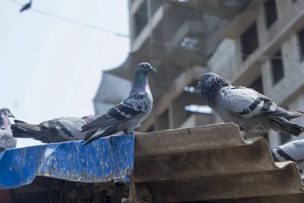 Gros Plan Pigeons Mangeant Nourriture Dadar Kabutarkhana Mumbai Maharashtra — Photo