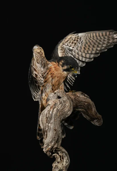 Beautiful Peregrine Falcon Wood Black Background — Stock Photo, Image
