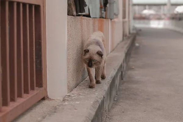 Заброшенная Бродячая Сиамская Кошка Идущая Пустынным Переулкам Бангкока — стоковое фото