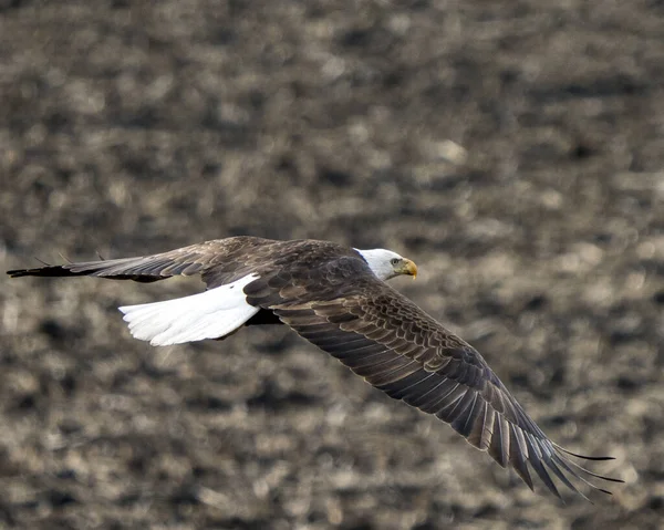 Nahaufnahme Eines Weißkopfseeadlers Flug — Stockfoto