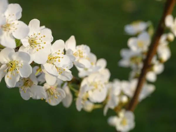 Shallow Focus Blooming Tree Branch Small White Flowers — Stock Photo, Image