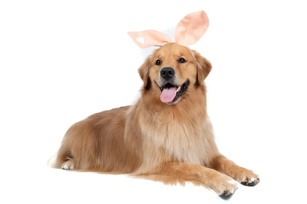 Closeup Portrait Golden Retriever Its Tongue Out Wearing Bunny Ears — Stock Photo, Image