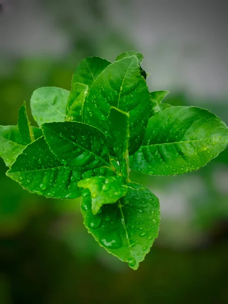 Eine Vertikale Nahaufnahme Der Grünen Blätter Mit Wassertropfen Darauf — Stockfoto