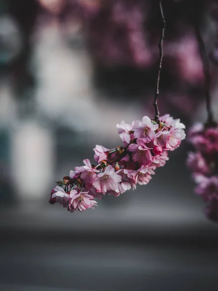 Bulanık Arka Planda Açan Güzel Kiraz Çiçeklerinin Dikey Görüntüsü — Stok fotoğraf