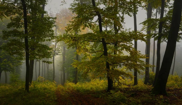 Uma Bela Vista Árvores Verdes Floresta Eslováquia Dia Nebuloso — Fotografia de Stock