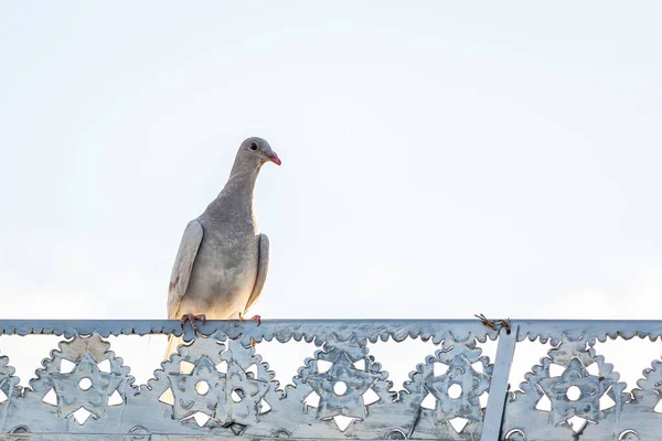 Photo Taken Pigeon Sitting Roof Parents House — Stock Photo, Image