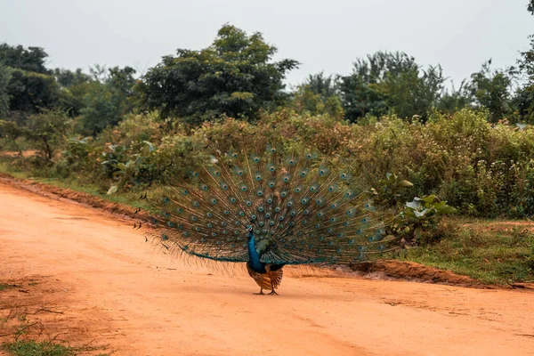 Tozlu Bir Sri Lanka Safarisinde Açık Tüylü Bir Tavus Kuşu — Stok fotoğraf