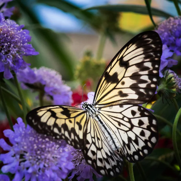 Closeup Shot Beautiful Black White Butterfly Flower — Stock Photo, Image
