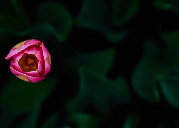 Stock image A top view of a pink tulip surrounded by green leaves