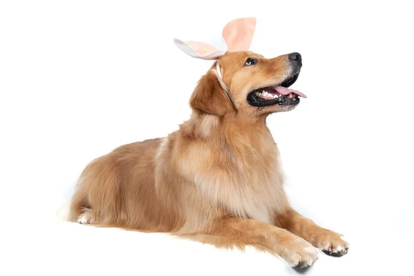 Closeup Golden Retriever Its Tongue Out Wearing Bunny Ears Easter — Stock Photo, Image