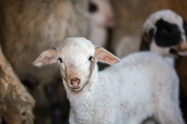 Крупный план милого ягненка на пастбище