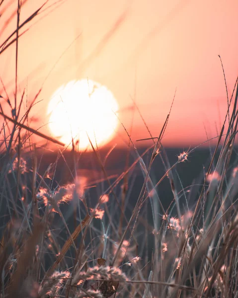 Vacker Solnedgång Bakom Grässtrån — Stockfoto