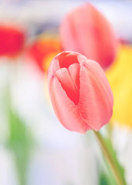 Close Vertical Uma Tulipa Rosa Cumnor Spring Fete — Fotografia de Stock