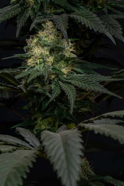 A vertical closeup shot of the marijuana plants and flowers growing indoors